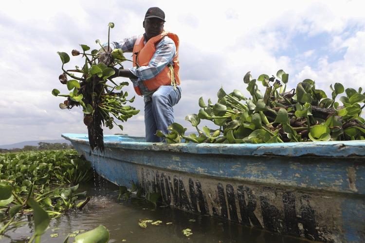 How the invasive water hyacinth is threatening fishermen's livelihoods on a popular Kenyan lake