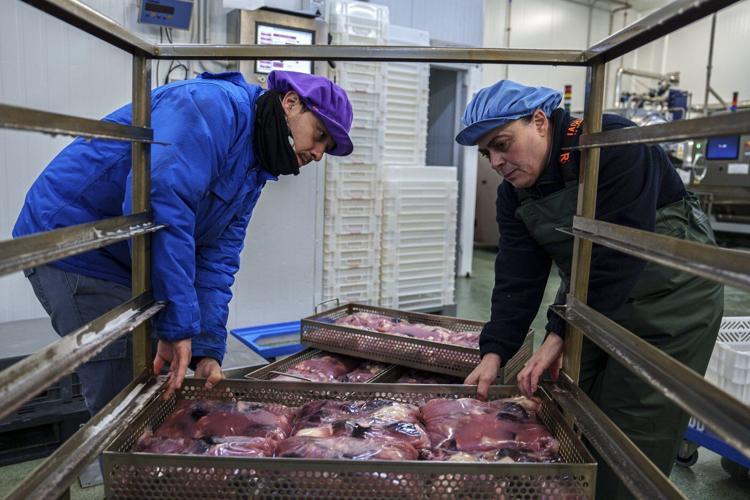 As octopuses dwindle in Spanish waters, suppliers look to imports and farming despite concerns