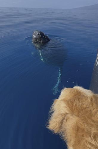 Dog of captain who lost boats in Lahaina wildfire barks with delight during whale encounter