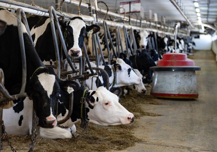 OECD recommends Canada reform supply management policy