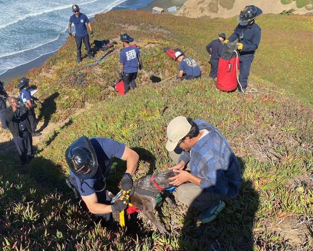 A San Francisco dog wags its tail and kisses rescuers after it's plucked from the side of a cliff