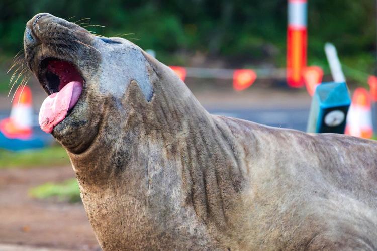 Australian officials ask fans to respect the privacy of Neil, a 1-ton seal who respects nothing