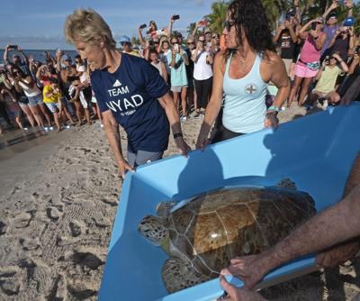 Diana Nyad marks anniversary of epic Cuba-Florida swim, freeing rehabilitated sea turtle in the Keys