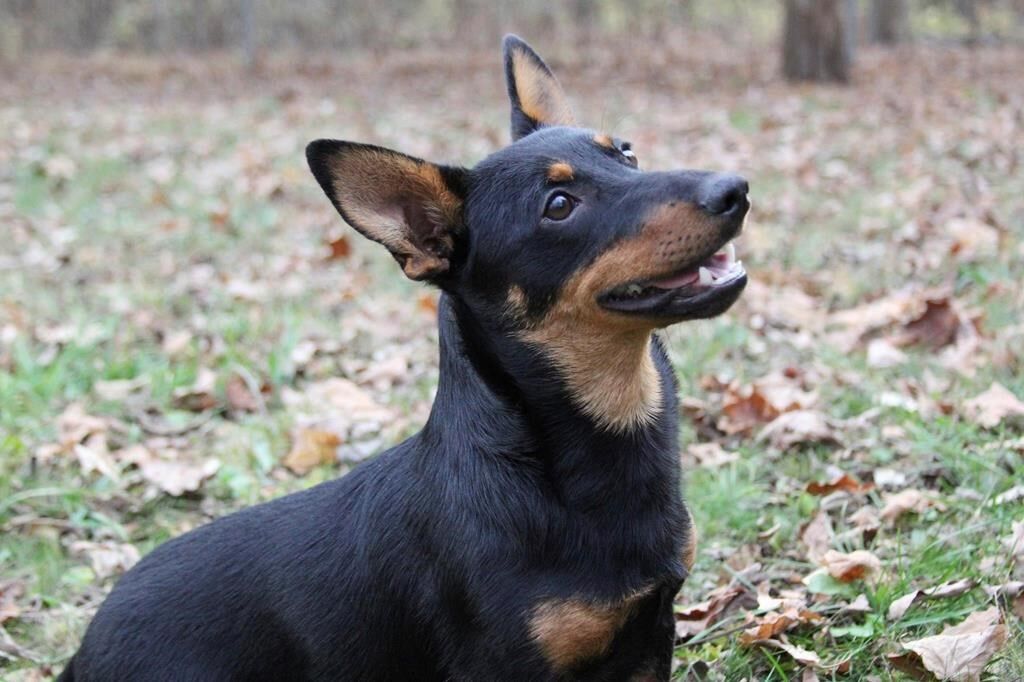 Meet the newest breed to join the American Kennel Club a little dog with a big smile World News thecanadianpressnews