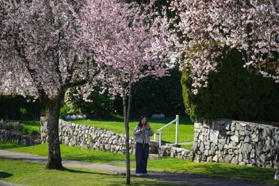 Selfie sticks bloom beneath Vancouver's cherry blossoms, as petal power goes global