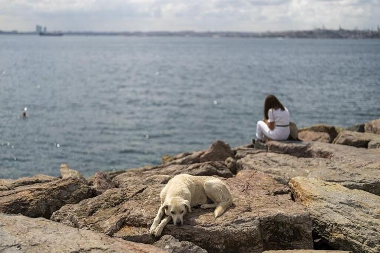 A committee approves bill to regulate Turkey's stray dog population, raising mass killing fears