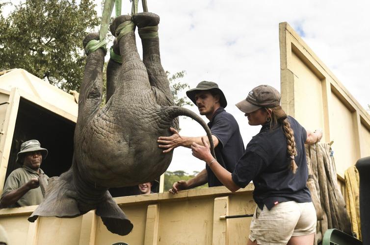 Wildlife charity faces damages claim over elephant project in Africa linked to 12 deaths