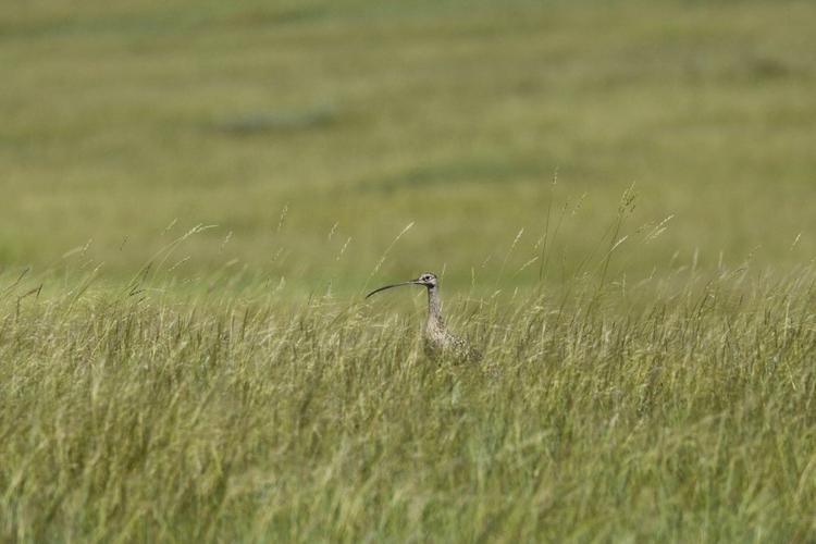 A grassland bird eavesdrops on prairie dog calls to keep itself safe from predators