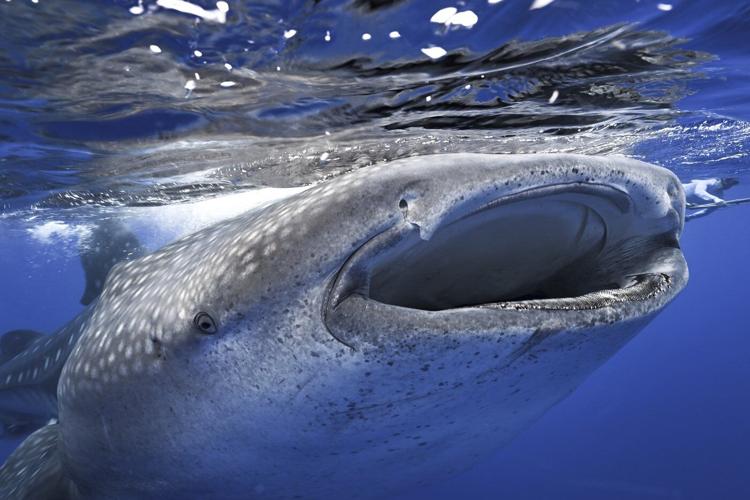 Where do whale sharks mate? The search to learn where the magic happens for the world's biggest fish
