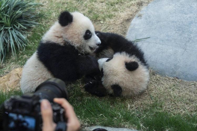 Hong Kong residents compete to name twin panda cubs who just turned 6 months old