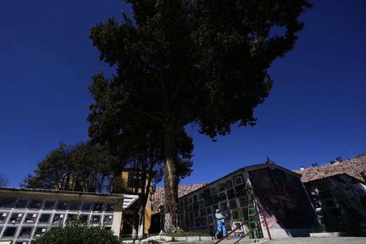Devotees say Bolivia's lightning-struck 'miracle tree' conjures luck