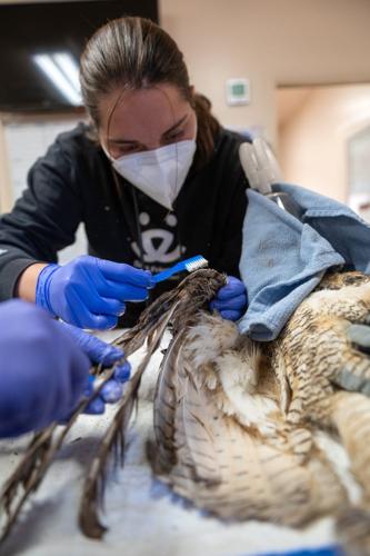 Owl partially covered in concrete is cleaned up and recovering after rescue in Utah