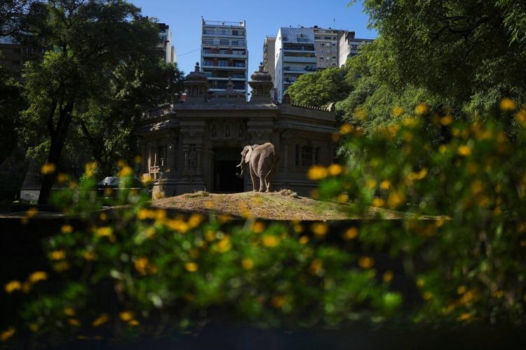 Pupy the elephant arrives at a Brazil sanctuary after 30 years in Argentine zoo