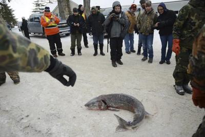 Prehistoric lake sturgeon is not endangered, US says despite calls from conservationists