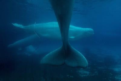 Photo Gallery: Marineland beluga whales in limbo