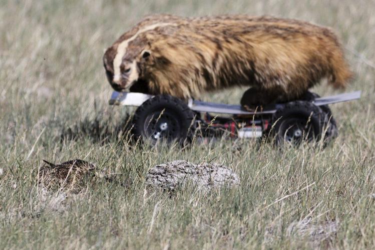 A grassland bird eavesdrops on prairie dog calls to keep itself safe from predators