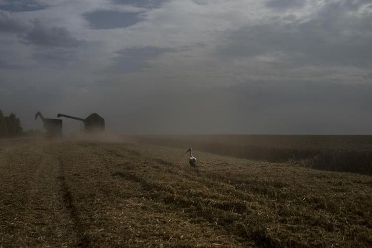 Global food prices rise after Russia ends grain deal and India restricts rice exports
