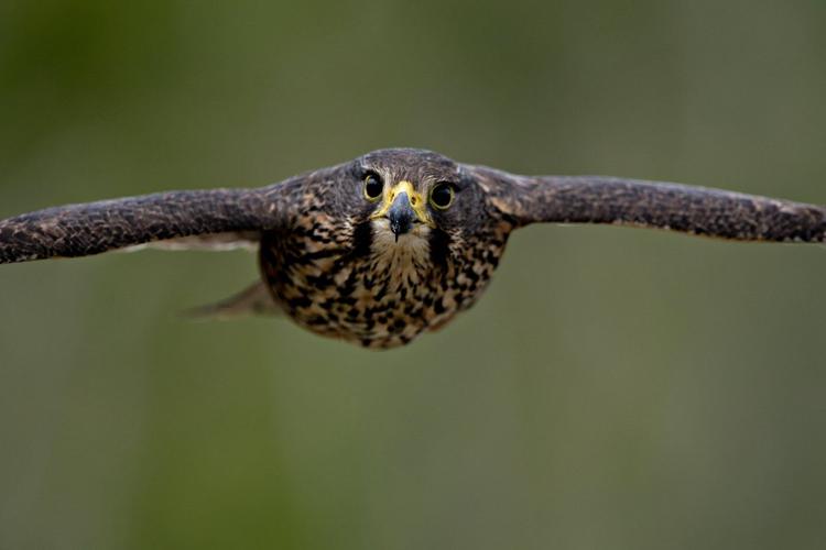 A raptor with no qualms about eating its opponents wins New Zealand's annual bird election