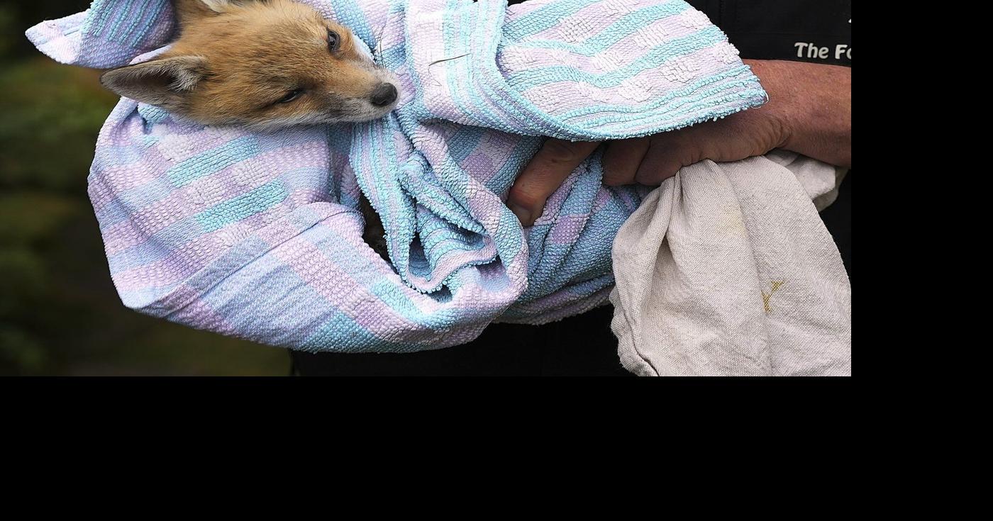 AP PHOTOS: London's red foxes get a lifeline in The Fox Project | World ...