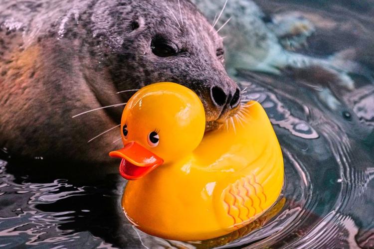 Reggae the seal uses rubber ducks for daily enrichment training at Boston aquarium