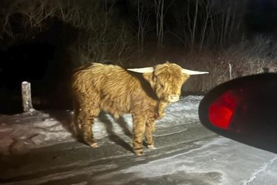 Scottish Highland bull on the loose in Connecticut's rural hill country