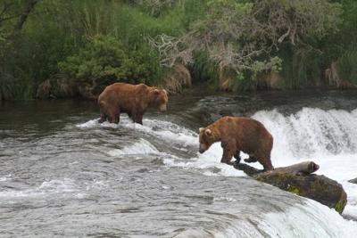 Alaska wildlife agents can kill bears from helicopters in an effort to protect caribou, judge says