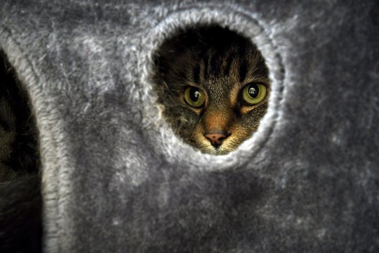 Photos of pets in dorms: Colleges are welcoming animals to help students feel at home