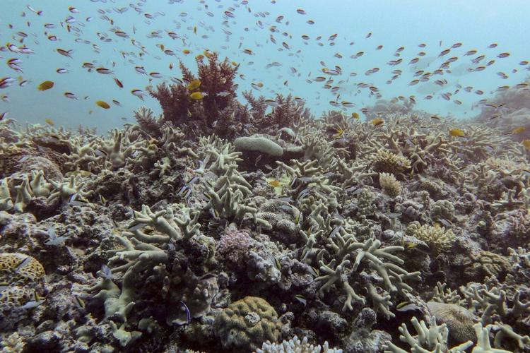 Great Barrier Reef records largest annual coral loss in 39 years