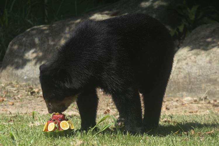 Rio's thirsty zoo animals get icy treats to cool down in Brazil’s stifling summer heat