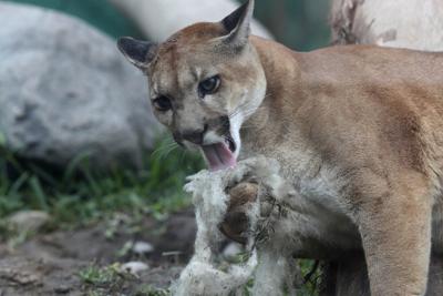 Man punches cougar in face, deters attack near Smithers, B.C.