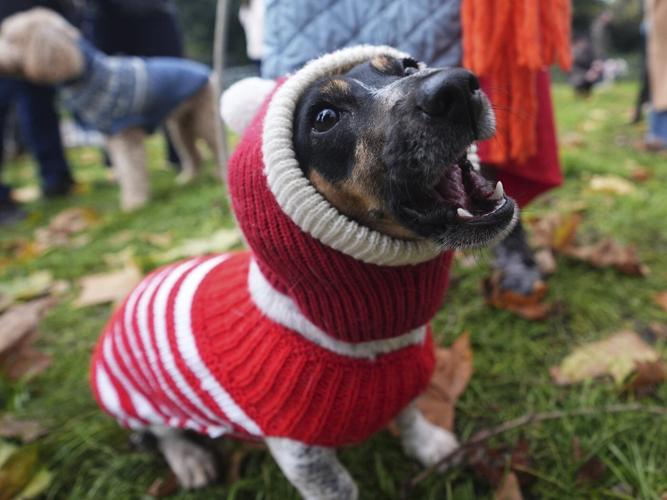 Pooches in pullovers strut their stuff at London's canine Christmas sweater parade
