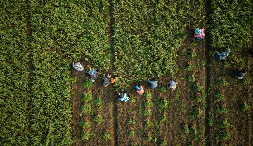Rare earth mining is poisoning Mekong River tributaries, threatening 'the world's kitchen'