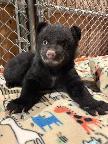 Two orphaned bear cubs rescued on Vancouver Island, after mom found dead