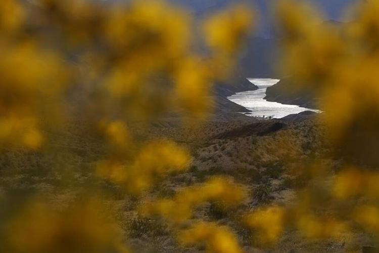 Wet winter gives way to colorful 'Superbloom' in US West