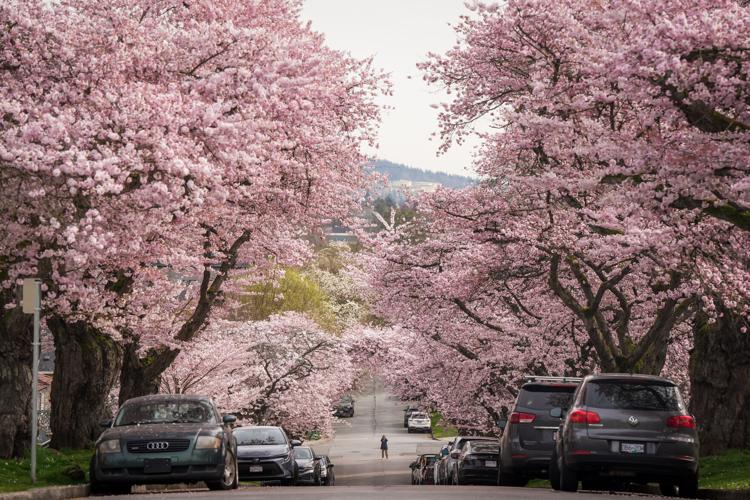Photo-Gallery-BC-Cherry-Blossoms 10