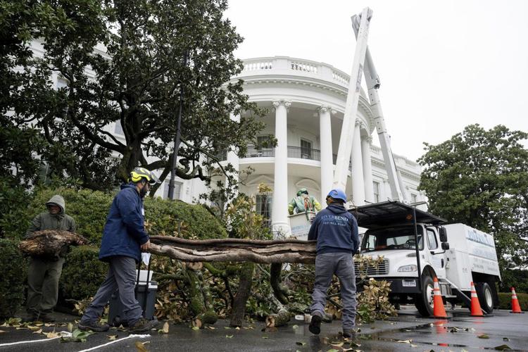Trump will help plant a sapling to replace a historic White House tree cut down over safety concerns