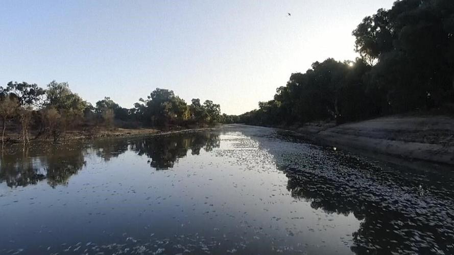 Millions of dead fish wash up amid heat wave in Australia