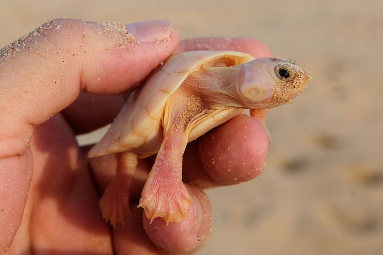 Photos show release of giant Amazon river turtle hatchlings in key Brazilian reserve