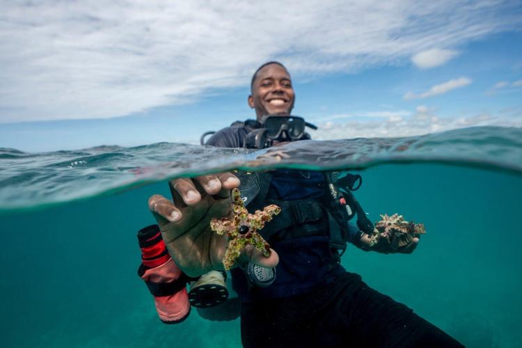 As reefs vanish, assisted coral fertilization offers hope in the Dominican Republic