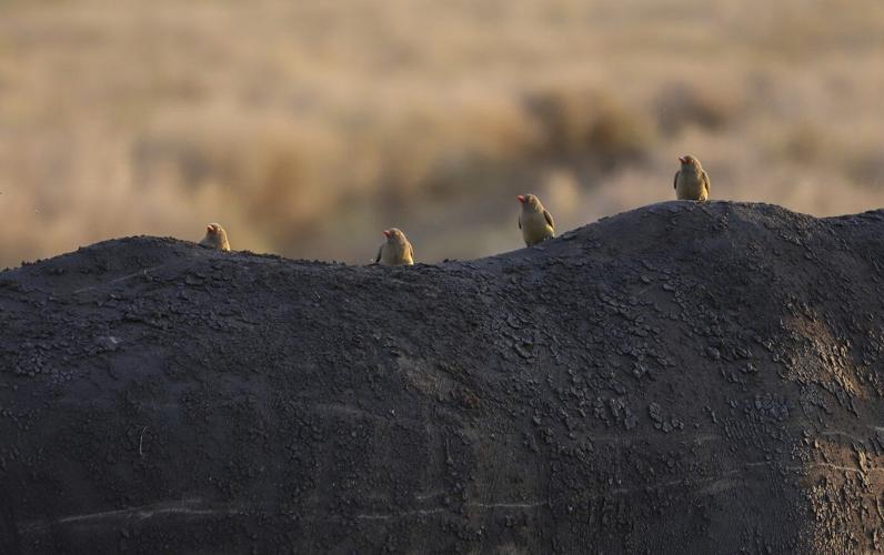 'Wildlife corridors' are encouraged to support Kenya's recovering animal populations