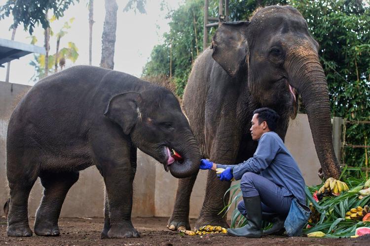 Tuesday is World Elephant Day. 5 things to know about the world's largest land mammals