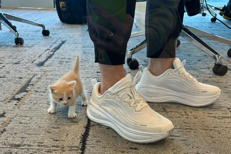 A mysterious meow from her car introduces Baylor coach Nicki Collen to a new family member