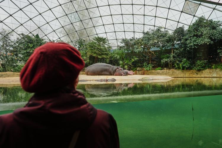A specialized tour at the Berlin Zoo brings joy to people living with dementia