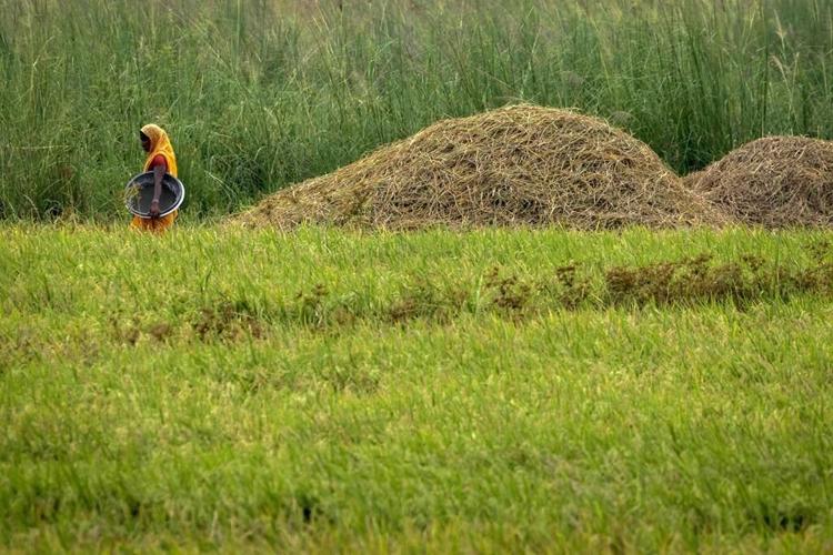Rice crops are being threatened by El Nino after grain supplies were disrupted by the war in Ukraine