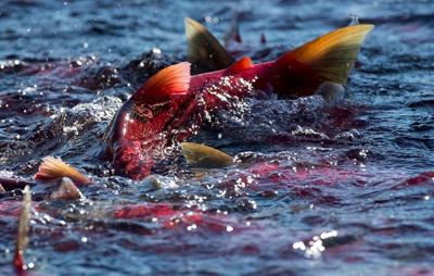 Pacific Salmon Commission raises forecast for B.C. Fraser River pink salmon run