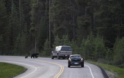 Bear expert says B.C. attack on family was likely a rare 'predaceous' incident