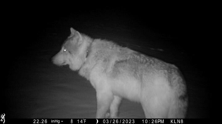 Federal judge denies cattle industry’s request to temporarily halt wolf reintroduction in Colorado