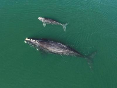 Birth of nine calves sparks hope for endangered North Atlantic right whales