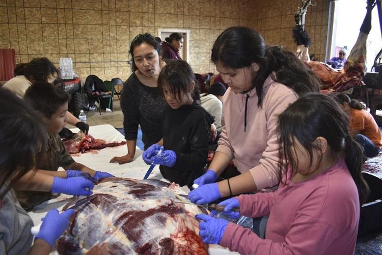 Bison spread as Native American tribes reclaim stewardship