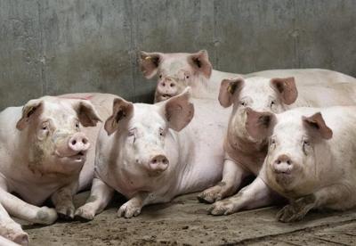 Quebec pork farmers reeling as a 'perfect storm' creates economic crisis